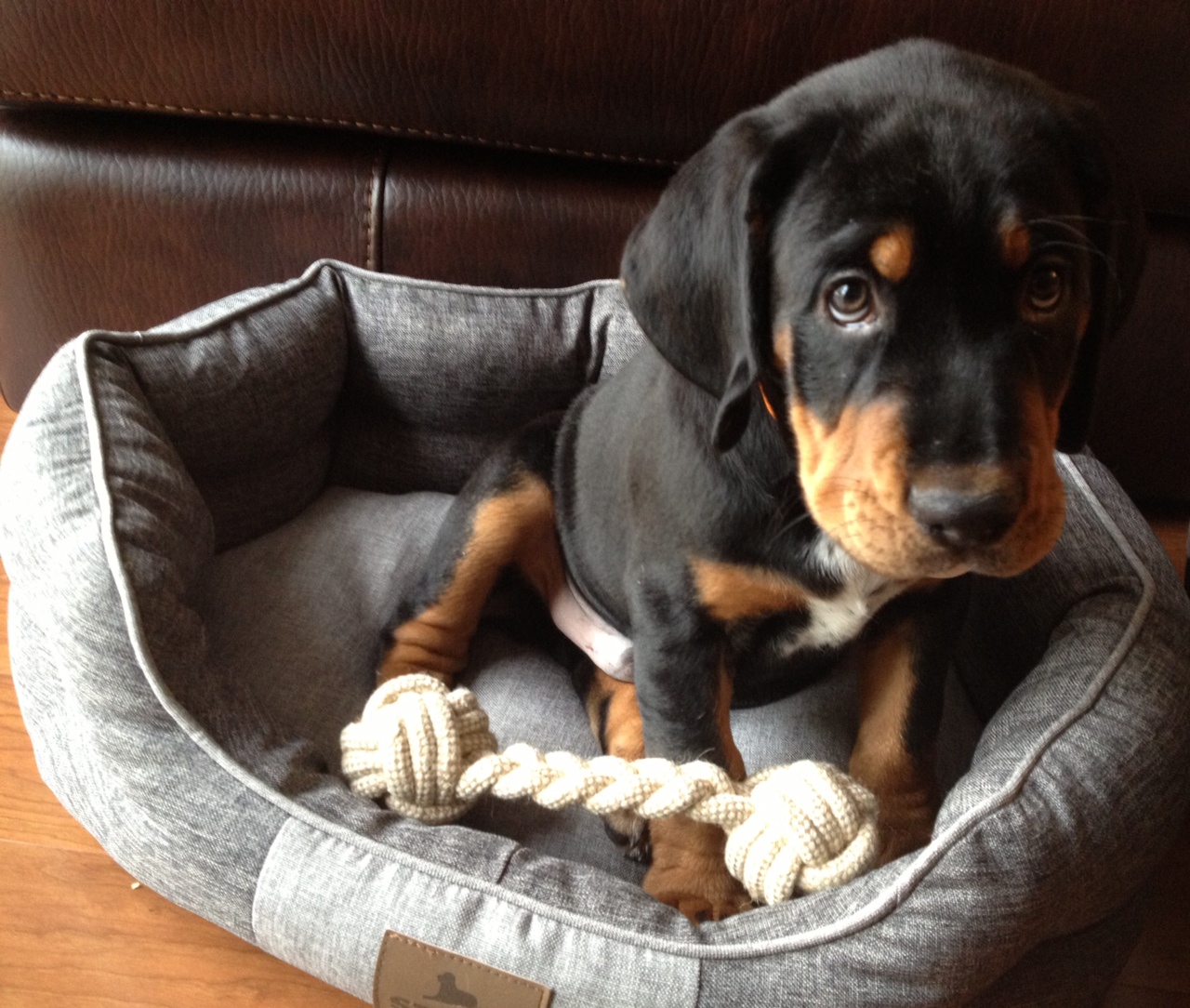 Black and tan hot sale coonhound mix puppies